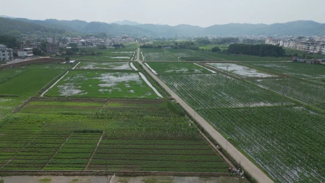 做專做優(yōu)特色現代農業 書寫鄉村振興新答卷